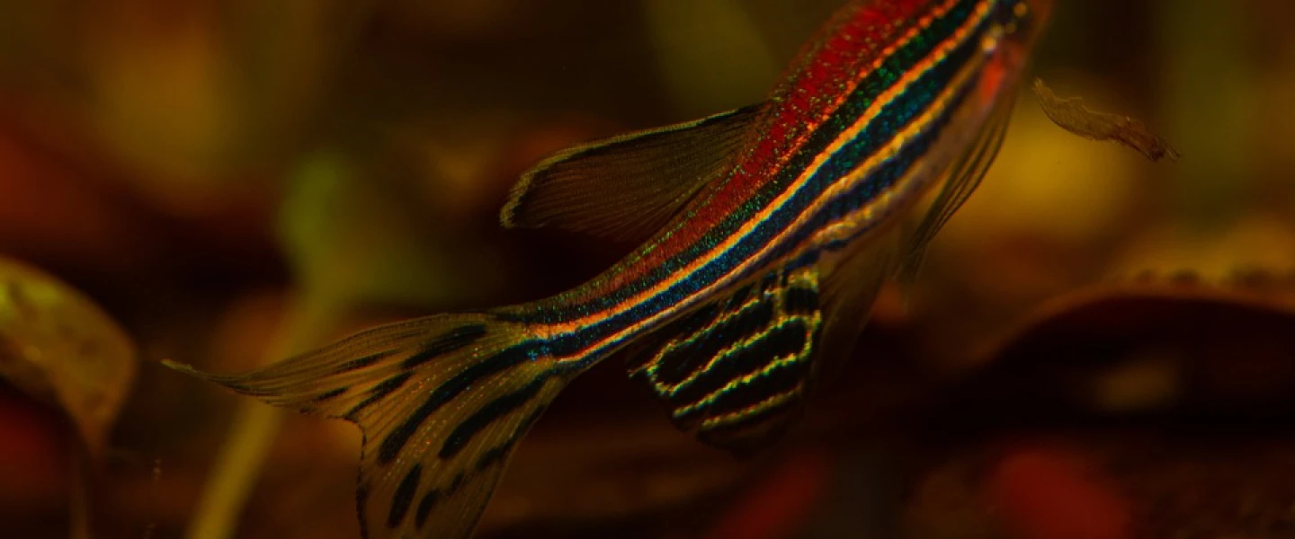 Experimenting on zebrafish is a stepping stone to understanding the human brain. Credit: Pixbay.