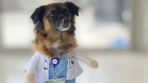 Teddy the therapy dog. Photo: Rabin Medical Center.
