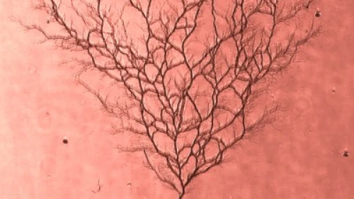 Micro- and nano-fluidic channels in polydimethylsiloxane (PDMS) photographed through an epifluroescence microscope. By Merav Karsenty and Nadya Ostromohov from the Microfluidic Technologies Laboratory headed by assistant professor Moran Bercovici at the Technion Faculty of Mechanical Engineering.