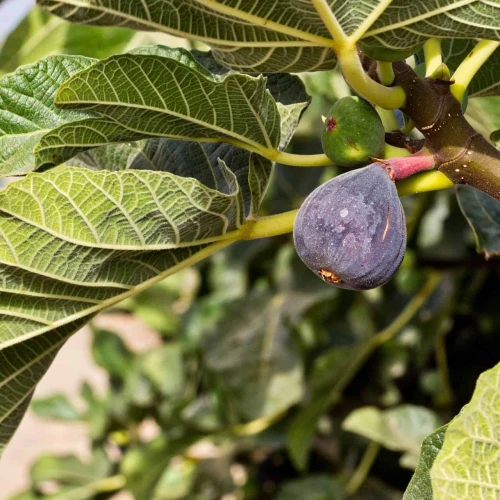 Fig Tree
