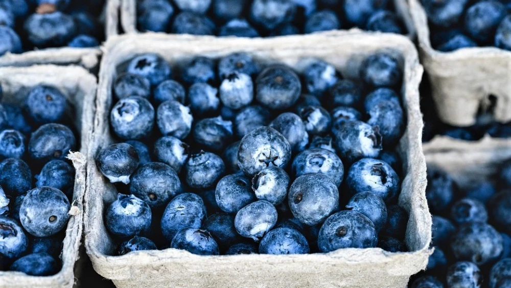 Blueberries. Credit: Pixabay.