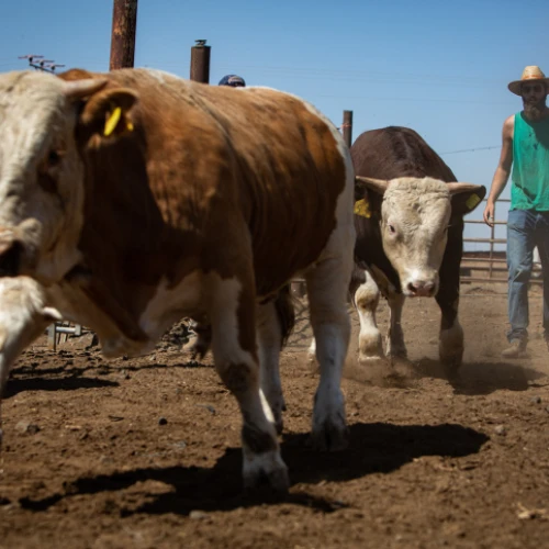 Cattle tender of various cattle farms in the Golan Heights, Northern Israel. Sept. 25, 2019. Photo by Maor Kinsbursky/Flash90.