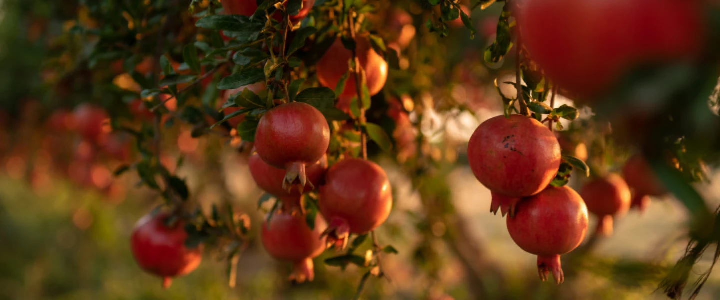 Pomegranates in Kfar Achim on Sept. 8, 2019. Photo by Mila Aviv/Flash90.
