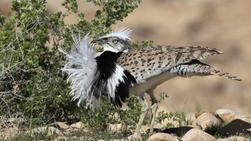 A houbara bustard bird in Israel. Photo by Dr. Haim Shohat/Flash90.