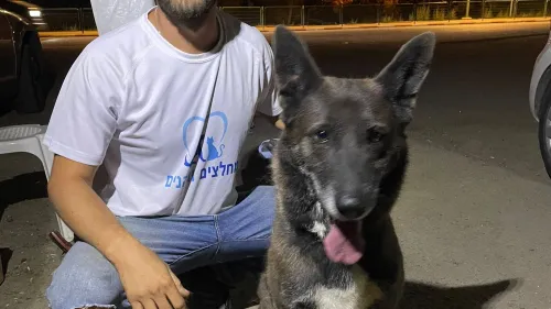 Adam Benett rescues a dog at a kibbutz in southern Israel. Credit: Courtesy.