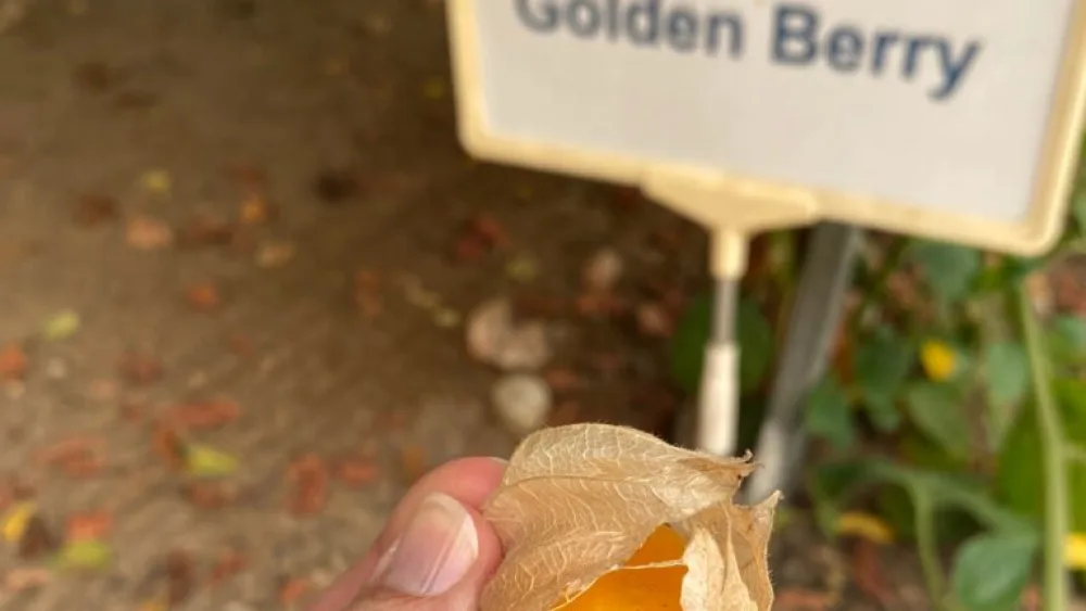 A golden berry growing in the Arava. Photo by Abigail Leichman.