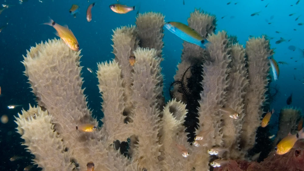 Coral reefs: A tube sponge attracts cardinal fishes, golden sweepers and wrasses. Credit: Nick Hobgood via Wikimedia Commons.