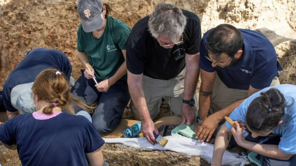 Archeologists and paleontologists work together to excavate the elephant tusk. Photo by Yoli Schwartz, Israel Antiquities Authority.