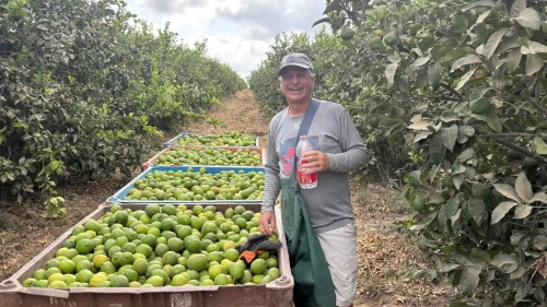 Volunteer Robert Freibaum picks lemons in the south, October 2025. Credit: Robert Freibaum.