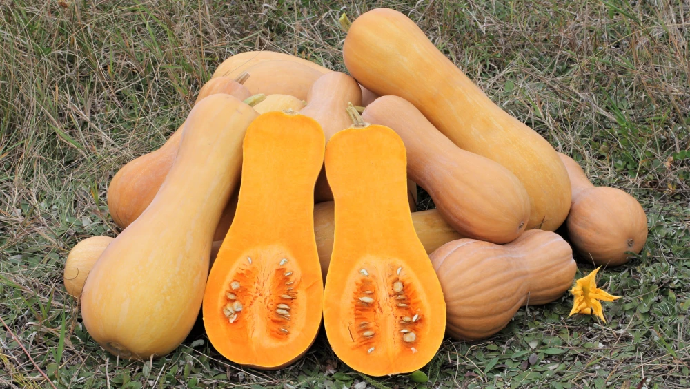 Butternut squash. Credit: George Chernilevsky via Wikimedia Commons.