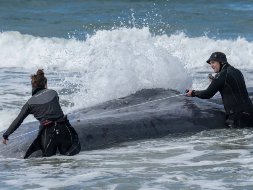 Sperm Whale, Zikim Beach