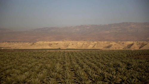 A date palm field near Moshav Petza'el in the Jordan Valley, Feb. 14, 2021. Photo by Yonatan Sindel/Flash90.