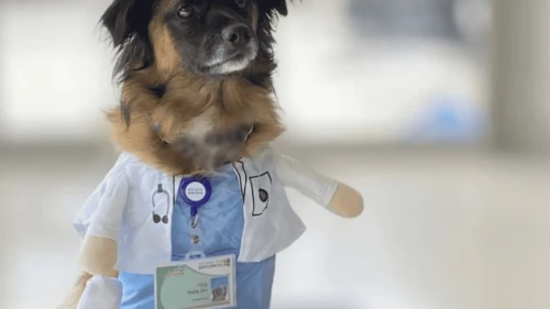 Teddy, el perro de terapia. Crédito: Centro Médico Rabin.