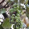 Tzora Vineyards in the Judean Hills. Credit: Lisë Stern.
