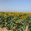 Sunflowers in Southern Israel