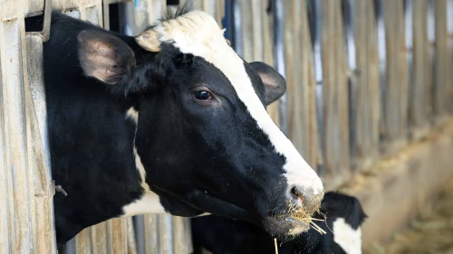 Cows in Israel
