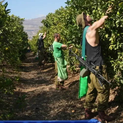 Israeli reserve soldiers help farmers pick oranges in Moshav Beit Hillel, not far from the Israeli border with Lebanon, Nov. 10, 2023. Photo by Ayal Margolin/Flash90.