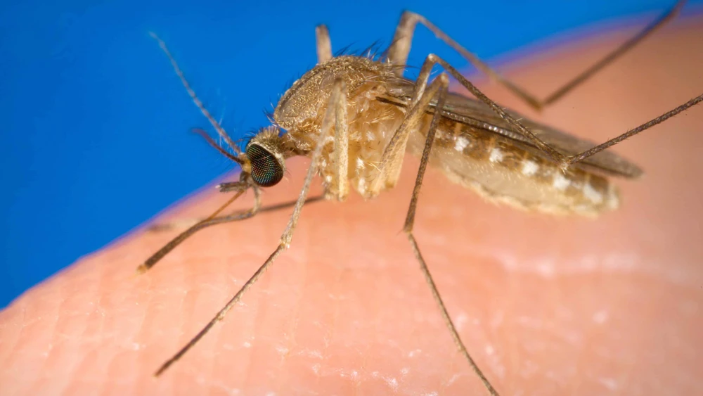 Known as a vector for the West Nile virus, this Culex quinquefasciatus mosquito has landed on a human finger and is preparing to bite the affected person. Photo via Smith Collection/Gado/Getty Images/Courtesy CDC/James Gathany.