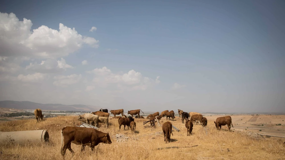 Cows graze in the Jewish community of Shadmot Mehola in the Jordan Valley, Oct. 8, 2017. Photo by Hadas Parush/Flash90.