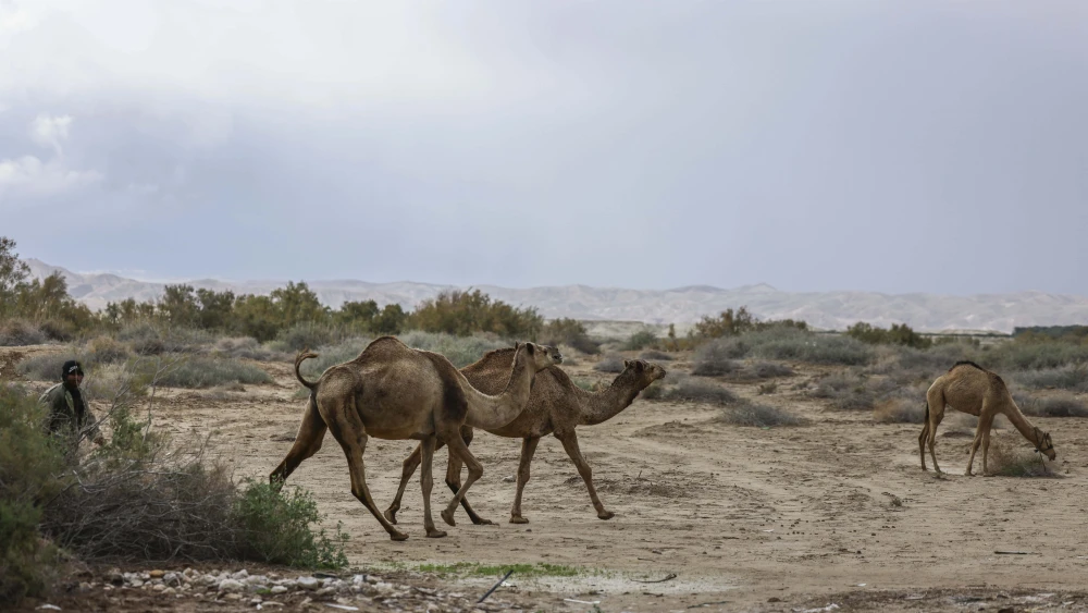 A herd of camels near the Dead Sea, Jan. 9, 2026. Photo by Jamal Awad/Flash90.