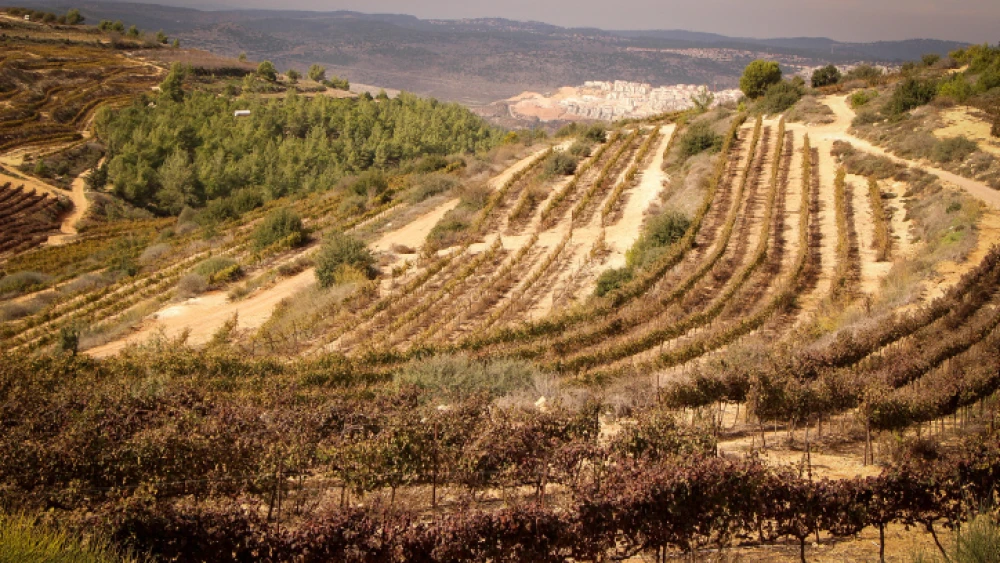View of vineyards outside of Alon Shvut, in Gush Etzion, November 24, 2020. Photo by Gershon Elinson/Flash90