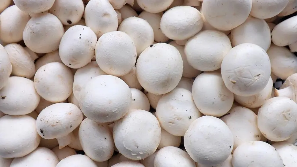 White mushrooms. Credit: Pixabay.