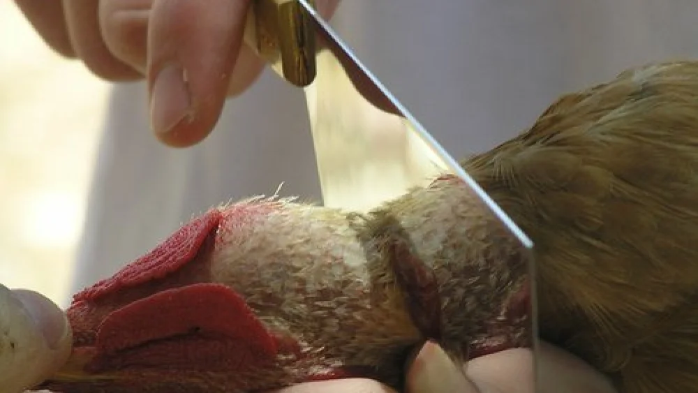 Shechita (kosher slaughter) of a chicken. Credit: Yofial via Wikimedia Commons.