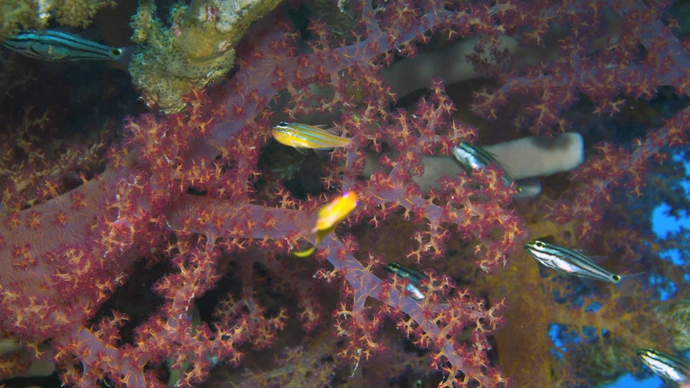 Fish exploring the Tamar artificial reef. Photo by Asa Oren.