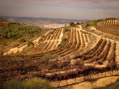 Vineyards outside the Jewish community of Alon Shvut in the Gush Etzion region of Judea, Nov. 24, 2020. Photo by Gershon Elinson/Flash90.