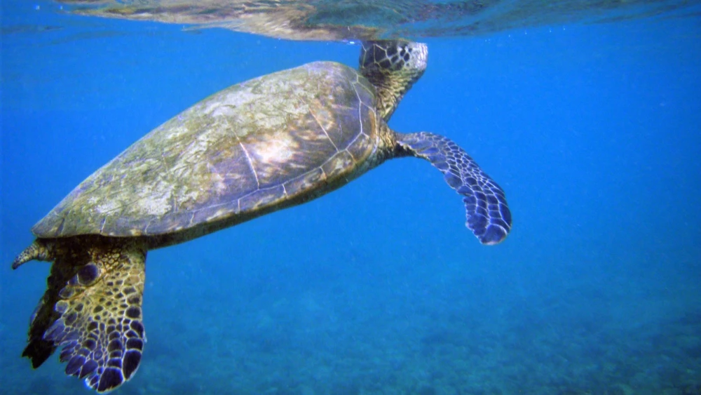 A sea turtle breaks to the surface of the water. Credit: Brocken Inaglory via Wikimedia Commons.