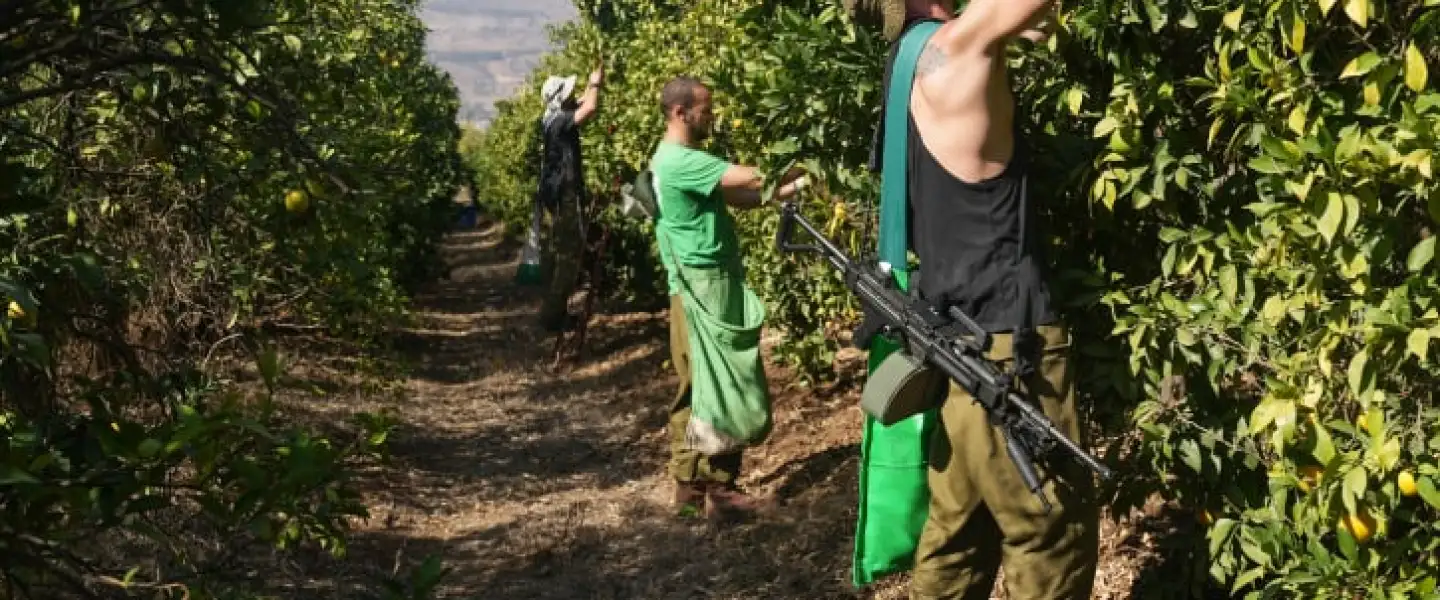 Israeli reserve soldiers help farmers pick oranges in Moshav Beit Hillel, not far from the Israeli border with Lebanon, Nov. 10, 2023. Photo by Ayal Margolin/Flash90.