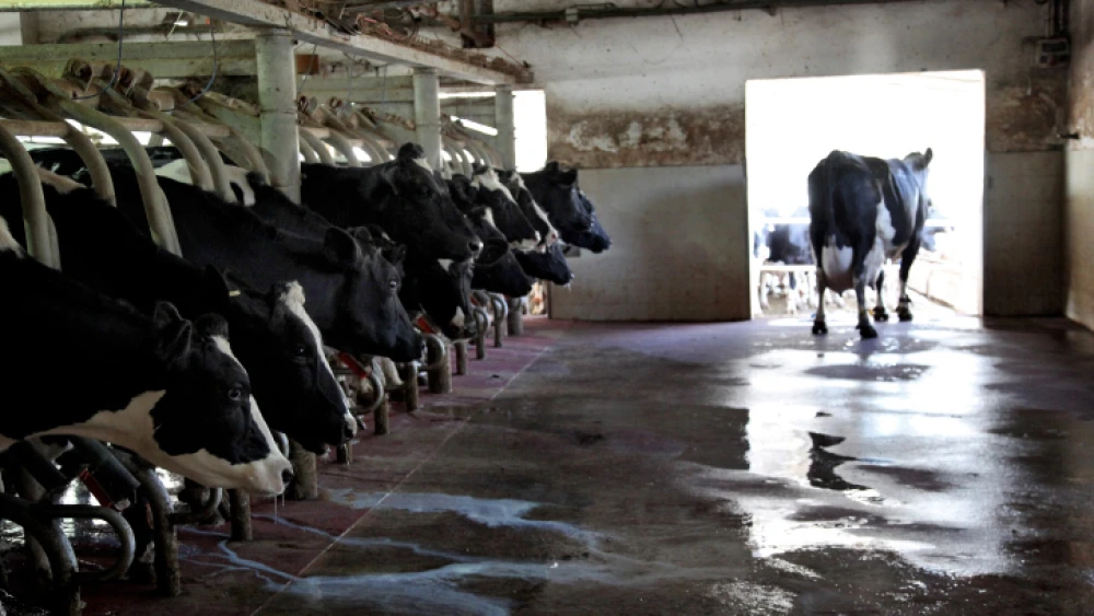 Dairy cows at Kibbutz Sarid in the Jezreel Valley, Jan. 24, 2017. Photo by Anat Hermoni/Flash90.