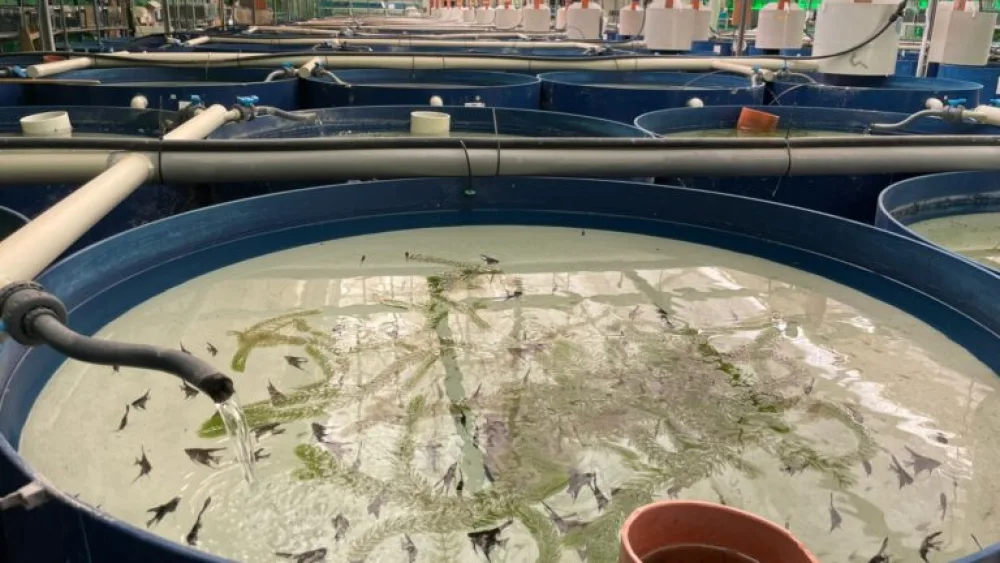 Ornamental fish are grown at Colors Farm in an indoor closed-loop system that also produces leafy greens. Photo courtesy of Colors Farm.