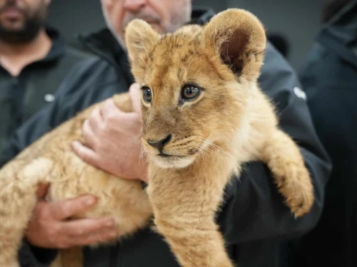 A rescued lion cub. Credit: Israel Police.