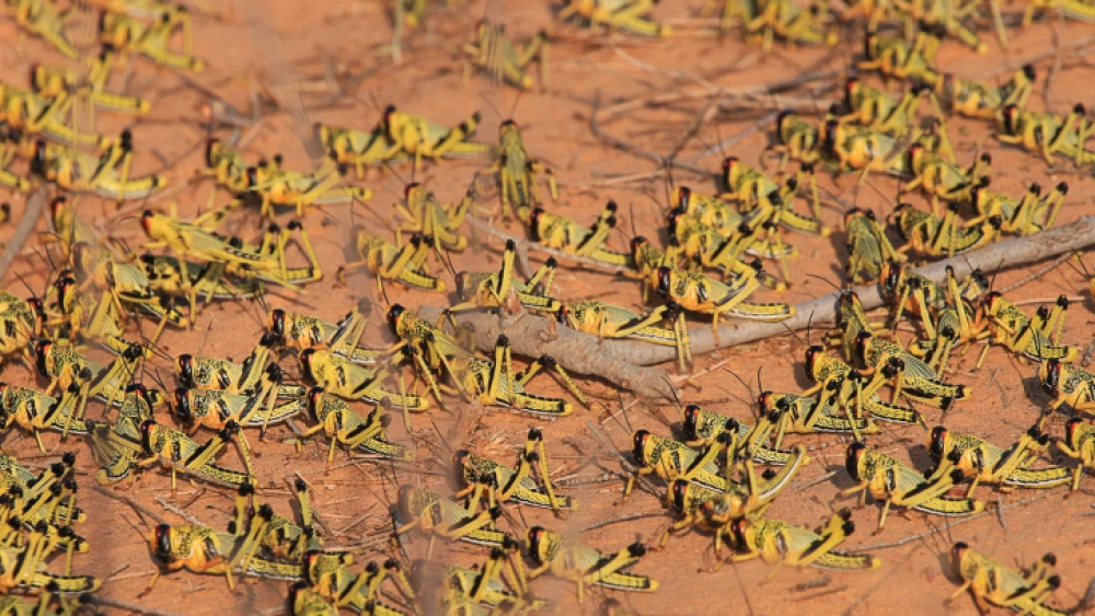 Thousands of locusts descend on southern Israel, May 15, 2013. Photo by Dror Garti/Flash90.
