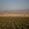 A date palm field near Moshav Petza'el in the Jordan Valley, Feb. 14, 2021. Photo by Yonatan Sindel/Flash90.