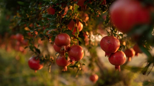 Pomegranates in Kfar Achim on Sept. 8, 2019. Photo by Mila Aviv/Flash90.