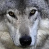 A Grey Wolf at Omega Park in Quebec, Canada, Oct. 2015. Photo: Bert de Tilly via Wikimedia Commons.