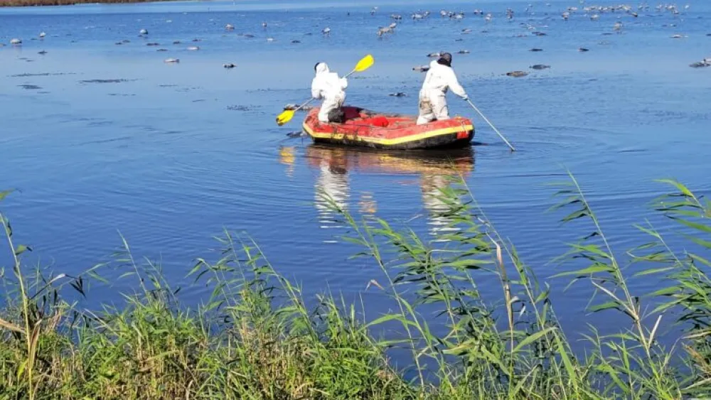 Crane carcasses being removed from Hula Lake. Photo by Hadas Kahaner/Israel Nature and Parks Authority.