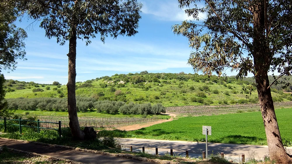A hill near Moshav Tzafririm. Credit: David Bena Wikimedia Commons.