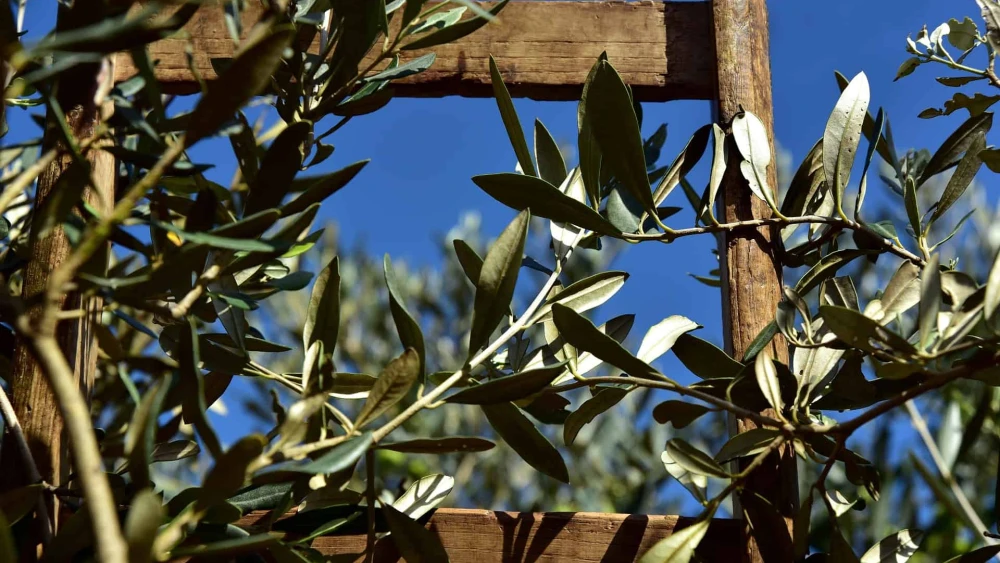 Olive Tree