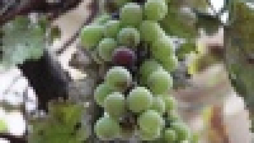 Tzora Vineyards in the Judean Hills. Credit: Lisë Stern.