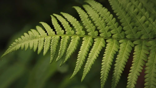 Fern (tracheophyta). Credit: Pixabay.