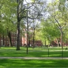 Harvard Yard on the university’s campus in Cambridge, Mass. Credit: Wikimedia Commons.