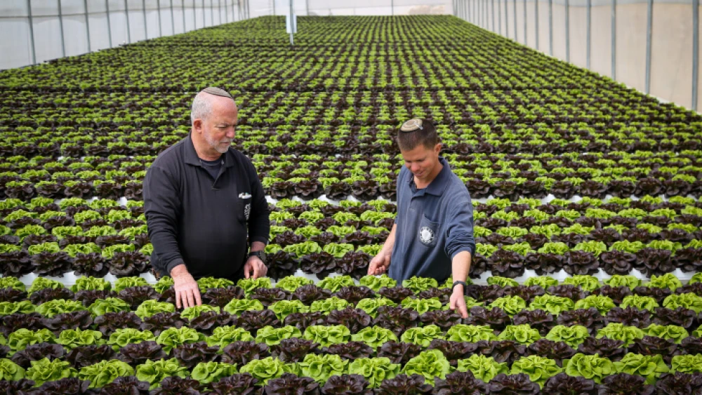 A hydroponic farm that grows lettuce in a greenhouse, in Kibbutz Migdal Oz, Gush Etzion, March 29, 2023. Photo by Gershon Elinson/Flash90.