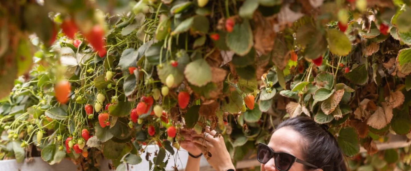 Tanya Pons Allon picking strawberries at the Arava R&D Center. Photo by Laura Ben-David.
