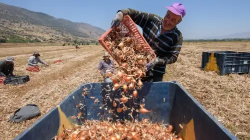 Harvesting Onions