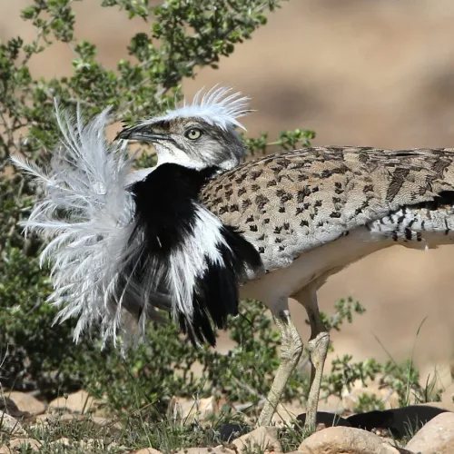 A houbara bustard bird in Israel. Photo by Dr. Haim Shohat/Flash90.