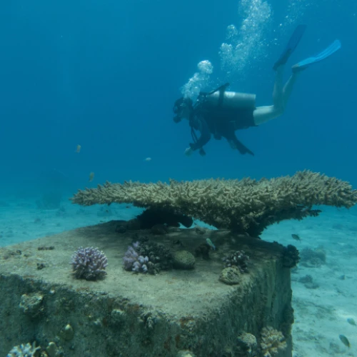 A scuba diver in the Gulf of Eilat, Red Sea, on May 19, 2018. Photo by Maor Kinsburksy/Flash90.