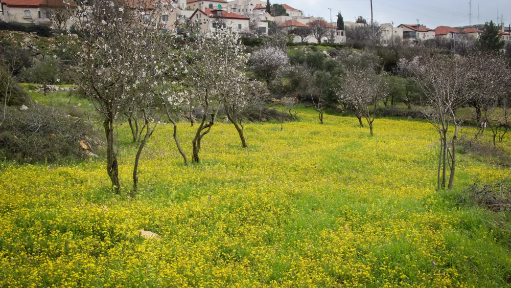 View of a blossoming almond tree in the outskirts of Efrat in Gush Etzion. Photo by Gershon Elinson/Flash90.